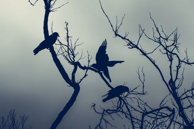 Low angle view of silhouette birds flying against clear sky