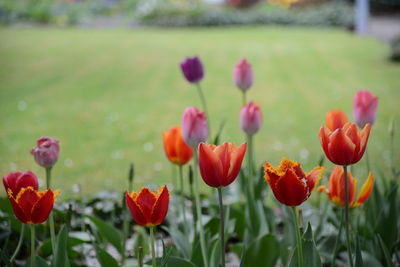 Close-up of red tulips in field