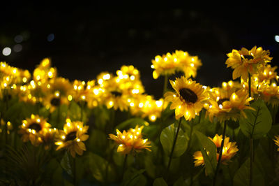 Close-up of yellow flowers blooming at night
