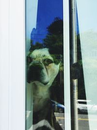 Close-up of dog looking through window