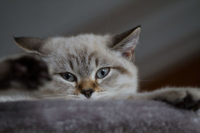 Close-up of gray cat looking at camera