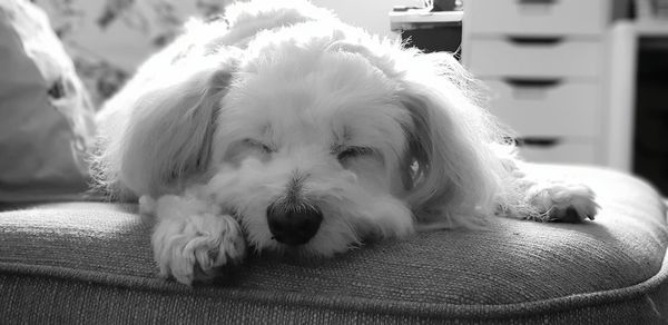 Close-up of dog resting at home