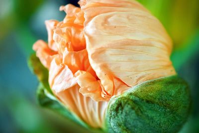 Close-up of orange rose flower