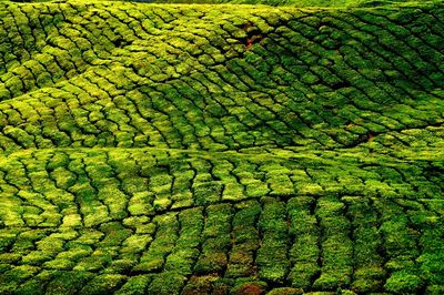 View of lush foliage
