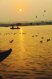 View of birds swimming in sea during sunset