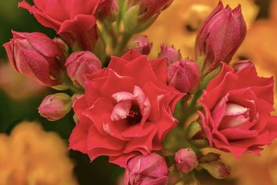 Close-up of pink roses