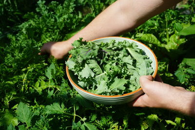 High angle view of hand picking fresh kale in bowl