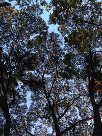 Low angle view of trees