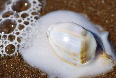 High angle view of seashell in water