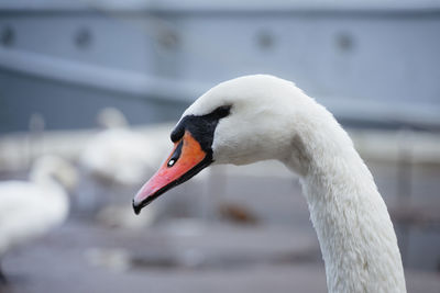 A swan with a large red beak in profile
