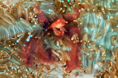 Close-up of fish swimming in sea