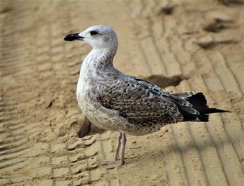 Beach Bird in