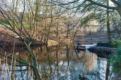 Trees by lake in forest