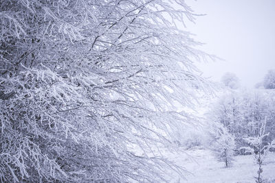 Close-up of snow covered landscape