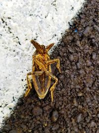 High angle view of lizard