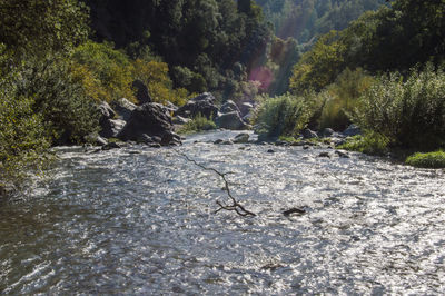 Cat amidst plants and trees
