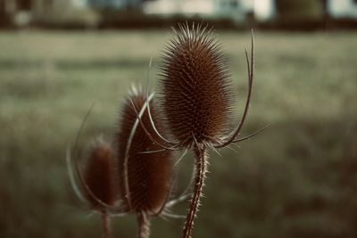 Close-up of dried thistle flower