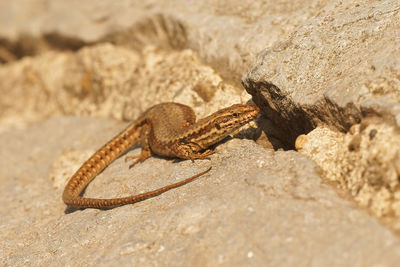 Closeup on a female common european wall lizard, podarcis muralis, in front of her nest