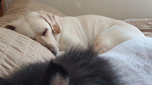 Close-up of a dog sleeping on bed