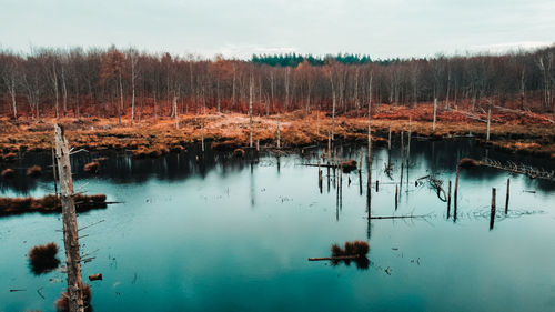 Lake reflecting dead trees