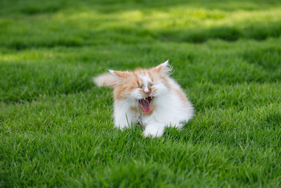 Dog lying on grass