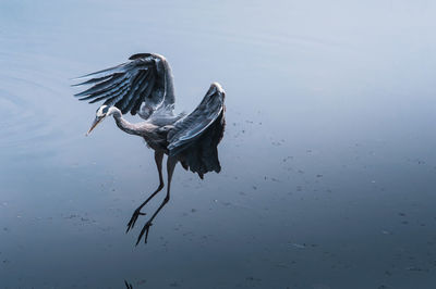 Bird on lake