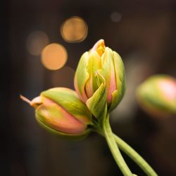 Close-up of rose bud