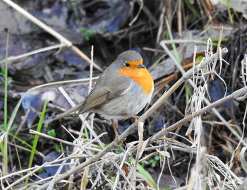 High angle view of bird perching on field