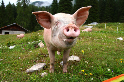 Pig standing on field