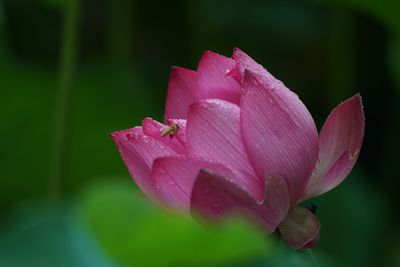 Close-up of pink water lily