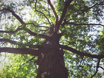 Low angle view of trees in forest