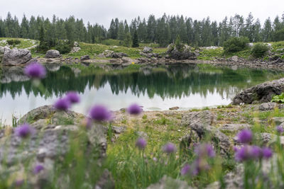 Scenic view of lake in forest