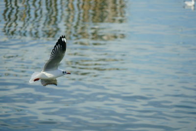 Bird flying over lake