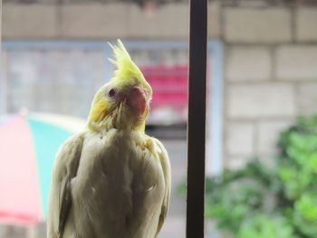 Close-up of parrot in cage