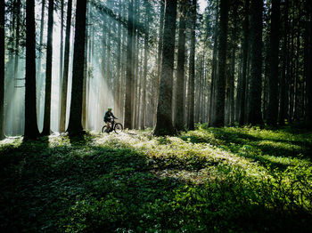 View of horse in forest