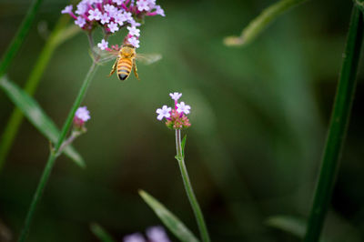 Close-up of bee pollinating on purple flower