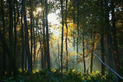 Trees in forest