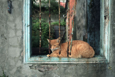 Portrait of cat sitting by window