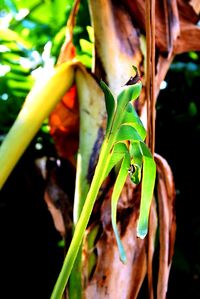 Close-up of lizard on leaf