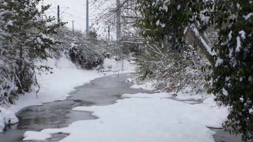 Snow covered plants by trees during winter