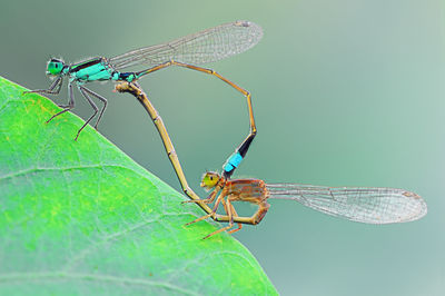 Close-up of dragonfly on leaf