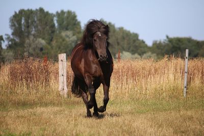 Horse standing in ranch