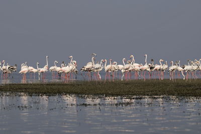 View of birds by lake against sky