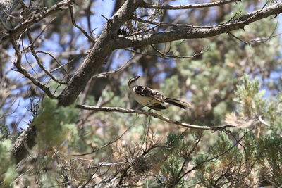 Low angle view of bird perching on tree