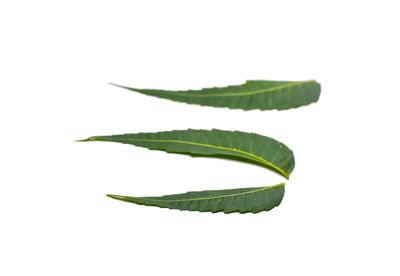 Close-up of fresh green leaves against white background