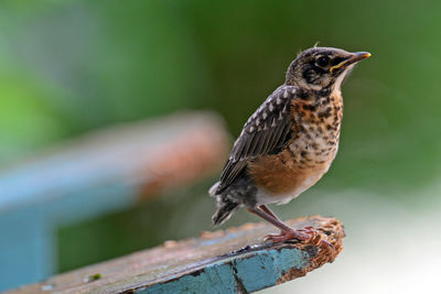 Close-up of bird perching on wood