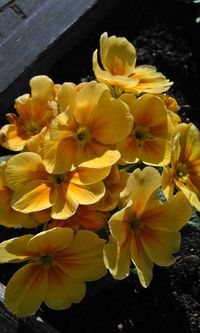 Close-up of yellow flower