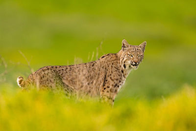 Close-up of cat