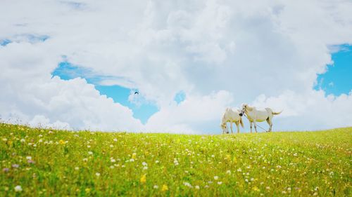 View of horse on field against sky