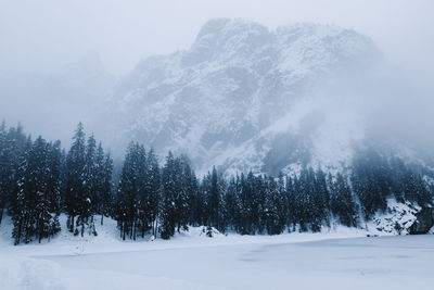 Trees on snow covered land against sky